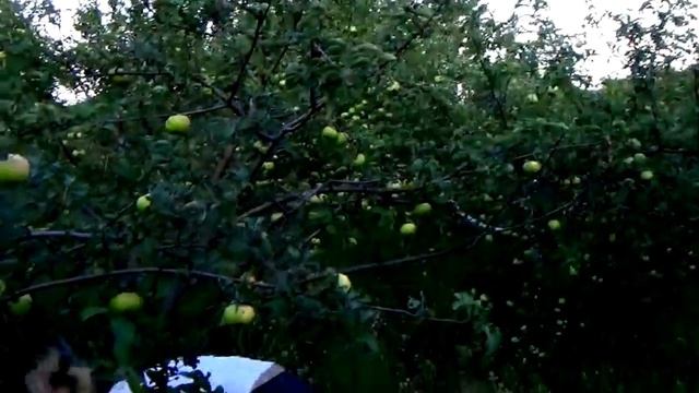 КАКИЕ КРАСИВЫЕ БЫЛИ ЯБЛОЧКИ на ДАЧЕ))...НО НОЧЬЮ ВЕСЬ УРОЖАЙ ФРУКТОВ ВОРЫ УКРАЛИ! #АнатолийКлимович смотреть онлайн