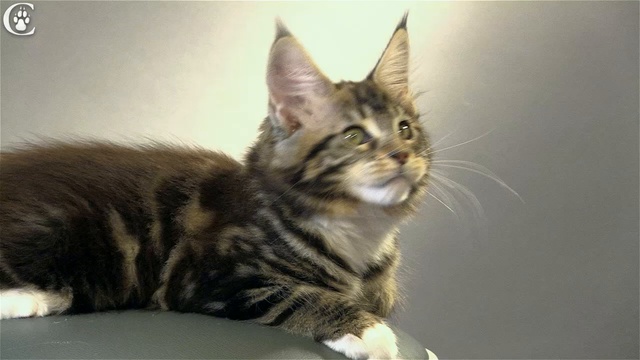 Видео котенка мейн кун черный мрамор с белым Wendy в 2,5 месяца www.coonplanet.ru