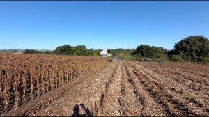 Уборка подсолнечника 2019г. СК-5 "Нива" с УВР решетами.