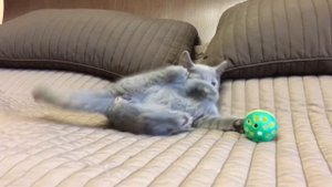 Русская голубая кошка. Русские голубые котята. Питомник Ruzara