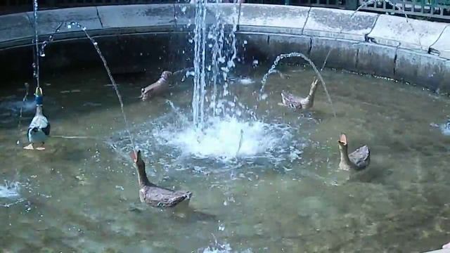 Фонтан «Фаворитный» смотреть онлайн