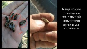 Срочно! Массовая гибель трутней!!! Пчёлы выгоняют трутней весной.