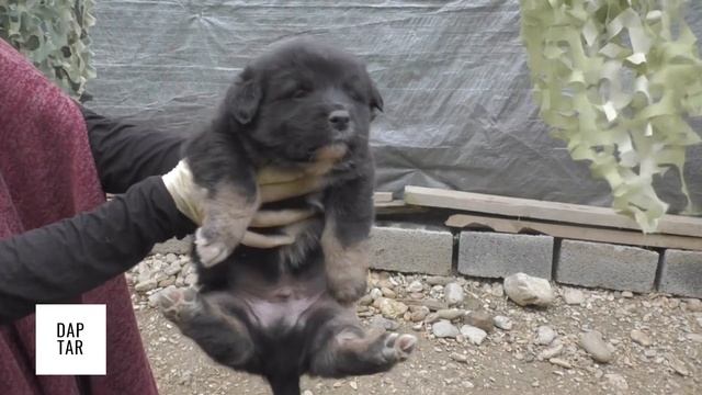 Приют для бездомных животных в Хасавюрте