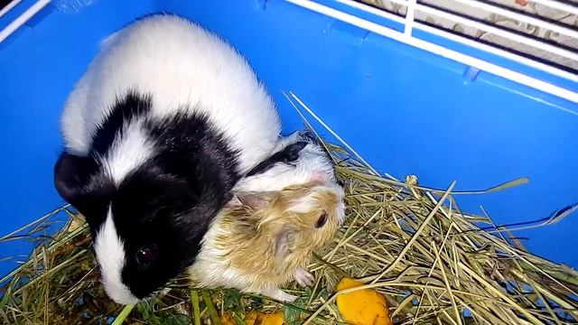 МОРСКИЕ СВИНКИ МЫ РОДИЛИСЬ! МАЛЫШИ ЗВУКИ СВИНКИ|Хомячуля: Secret Life Hamster - Pets
