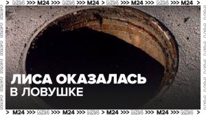 Лиса упала в незакрытый люк в Симферополе - Москва 24