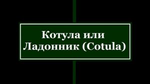 ❀ Стелющиеся или почвопокровные многолетники. Часть 3. Влаголюбивые. Засухоустойчивые