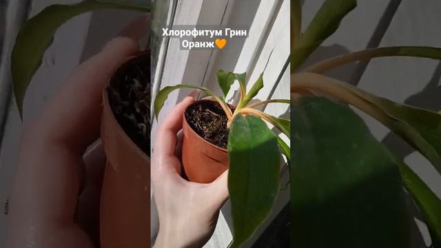 Очень необычный хлорофитум Грин Оранж🧡Куплен только сегодня🌱 #хлорофитум #растения