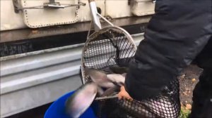 Рыбалка в Подмосковье и Москве(зимняя,летняя)11.10.17