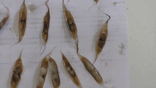 Катальпа Прекрасная (Великолепная или Северная) из семян. Часть первая. смотреть онлайн