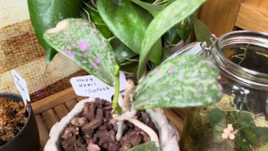 Капризная Хойя Скортечини в банке и ещё несколько её сестриц + цветочные покупки 🛍️🪷