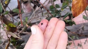 Семена жимолости каприфоль