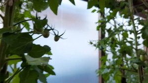 Томат Оранжевые сливки. Не радует результат.