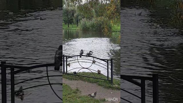 Странное поведение уток. Массовый психоз.🦆🦆🦆 смотреть онлайн