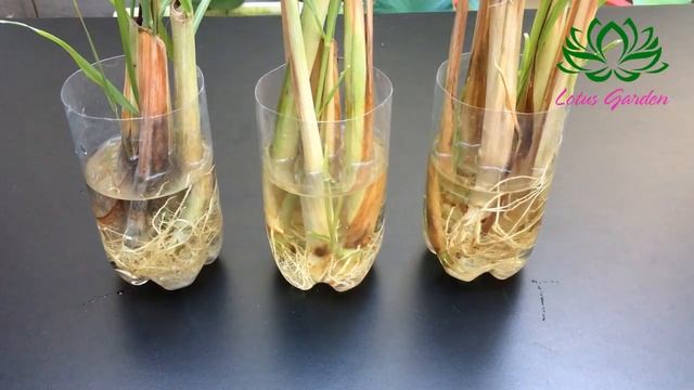 Hydroponic lemongrass cultivation | How to grow lemongrass in water смотреть онлайн