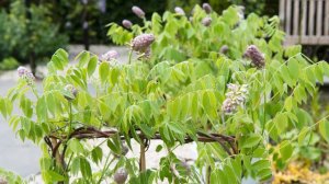 Wisteria 'Amethyst Falls'