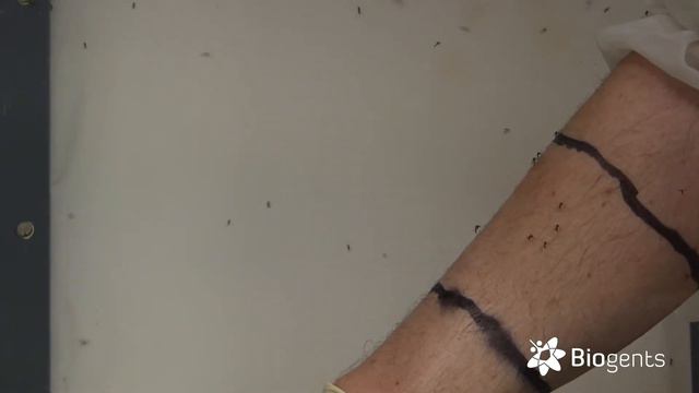 Does Lavender Oil Repel Mosquitoes? Biogents Mosquito Cage Test