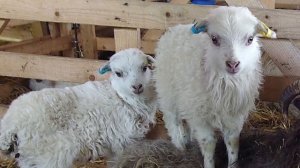 Seaweed-Eating Sheep -The North Ronaldsay sheep