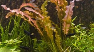 Курчавый апоногетон-трава для аквариума