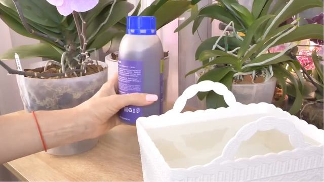 ПОЛИВ ОРХИДЕЙ ПОСЛЕ ПЕРЕСАДОК ЧЕМ МОЖНО ПОЛИВАТЬ, А ЧЕМ НЕЛЬЗЯ. Секретный ингредиент ухода. смотреть онлайн