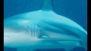 Жир печени Катрана | Панацея от болезней