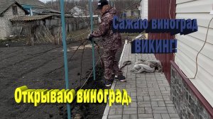 Открываю и сажаю виноград.