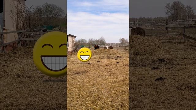 Пони и куча