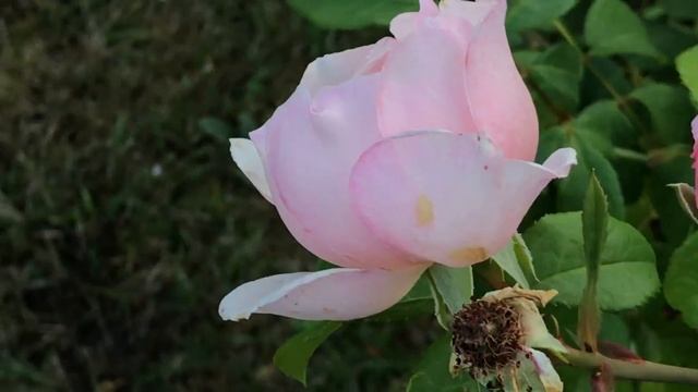 Rosier anglais 'The Generous Gardener®' La rose nénuphar. смотреть онлайн