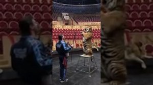 Запись репетиции братьев Запашных с львами и тиграми!