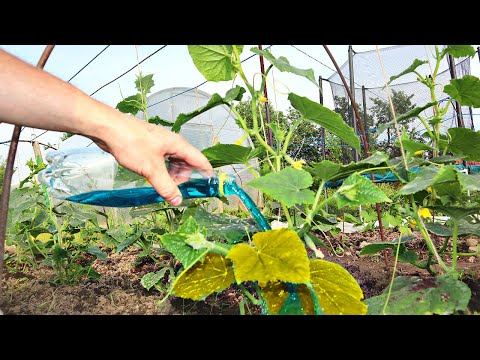 От пожелтения любого растения на огороде лью это под корень! Хлороз как рукой снимает!