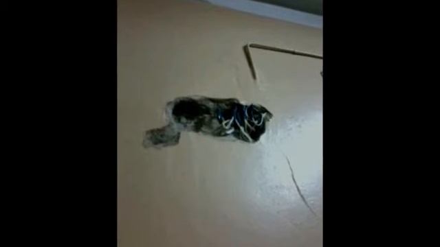 Суровые будни областной клинической больницы города R. Бая Че Доктор Натуропатии