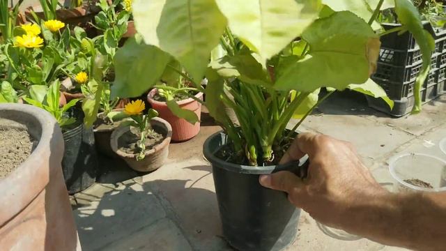 #Syngonium Plants Dwarf pink variegated leaves propagation in different pots at Asim Rooftop Garden