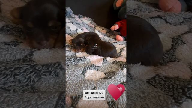 шоколадные йорки,горький шоколад,маленькие детки🥰♥️