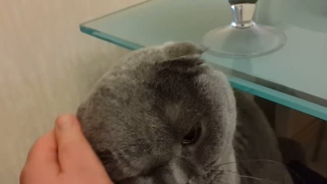 Говорящий кот вислоухий Шотландец