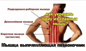 Шея деградирует и мозг задыхается от нехватки крови из-за слабости мышцы, выпрямляющий позвоночник