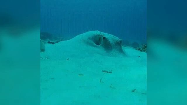 Рыба - подозревака! смотреть онлайн