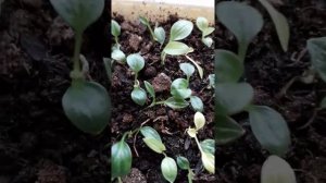 Хосты из семян.