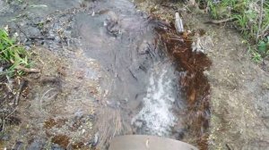 Карась на нересте в ручье который вытекает из трубы