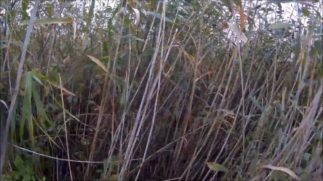 Открытие охоты на фазана! 15 10 2016г смотреть онлайн