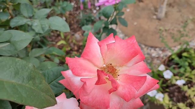 Роза Летиция Каста - очень красива сейчас (Подмосковье, 28.08) смотреть онлайн