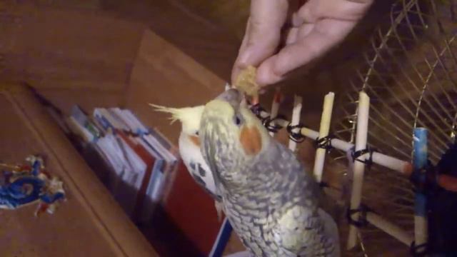 Голодный попугай смотреть онлайн