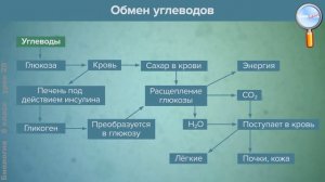 Биология 8 класс (Урок№20 - Пищевые продукты, питательные вещества и их превращения в организме.)