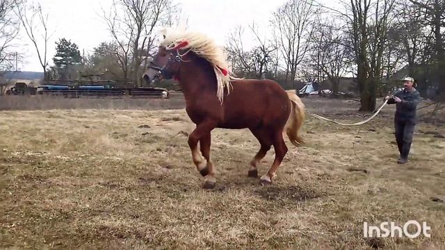 ЛОШАДИ/ЛИТОВСКИЙ ТЯЖЕЛОВОЗ И МАРУСЯ