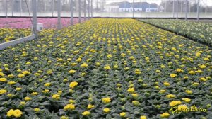 Primula Paradiso  van Kwekerij Polman