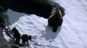 Алтайский биосферный заповедник. Ролик Ивана Усанова