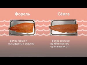 Отличительные особенности сёмги и форели