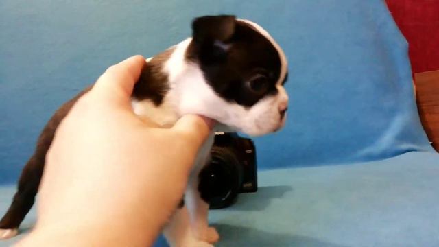 Бон фо Шоу Грация - 37 дней