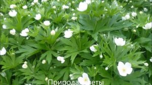 Ильнур Мусин  Тынлачы сандугач