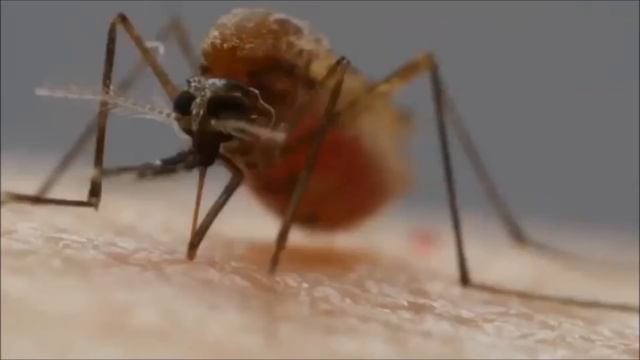 ПОЧЕМУ КОМАРЫ КУСАЮТ НЕ ВСЕХ? смотреть онлайн