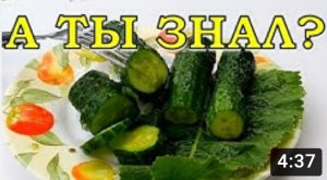 ГОРЬКИЕ ОГУРЦЫ: почему и что делать?