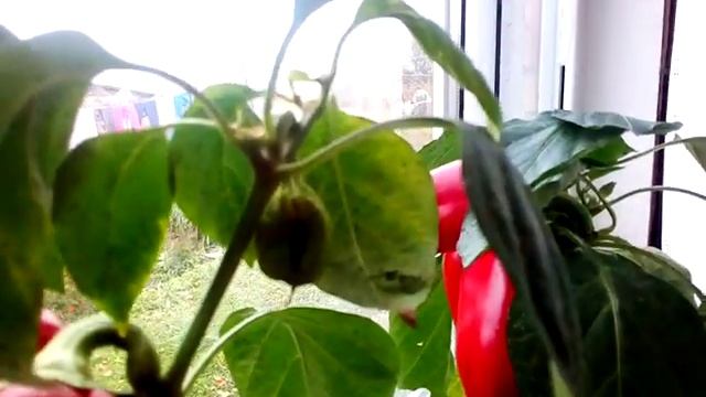 Перцы винни пух# и первый снег. смотреть онлайн